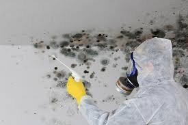 Why You Should Choose Our Mold Remediation Services in Independence, LA